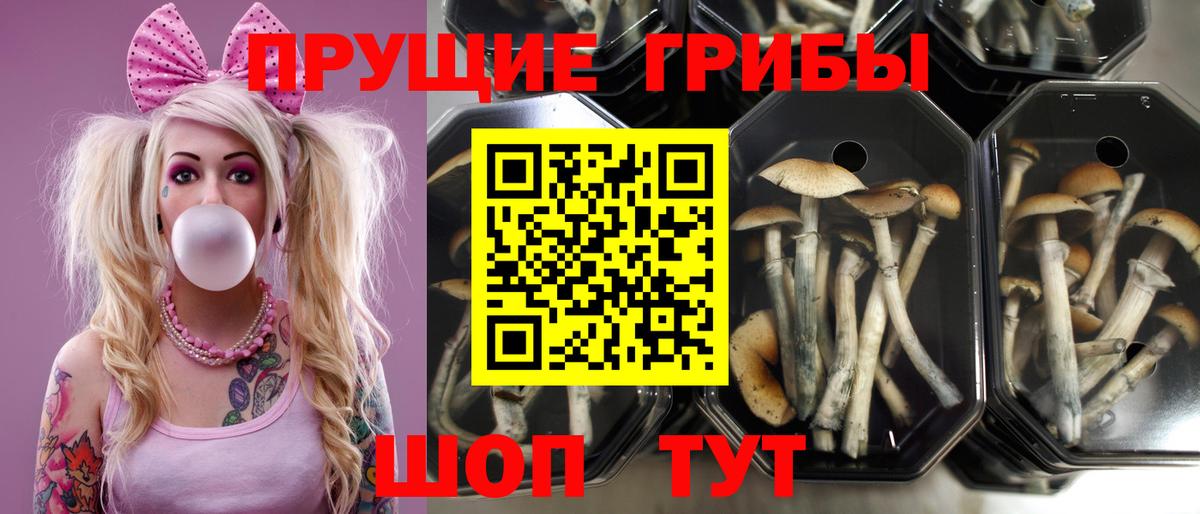 Псилоцибиновые грибы Psilocybe Королёв